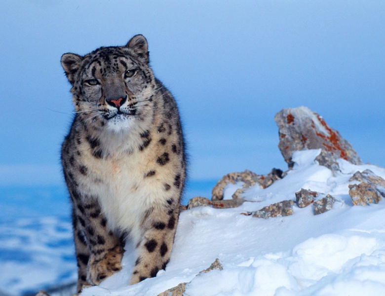 Хозяин гор – снежный леопард